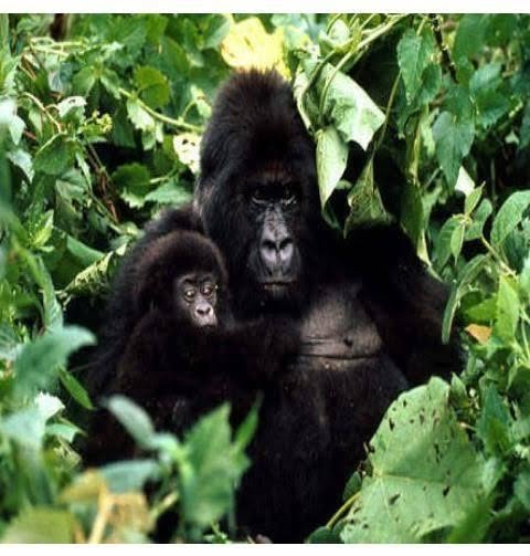 Adult gorilla with a baby gorilla